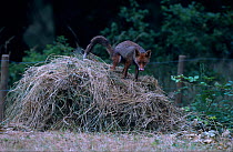 Red fox (Vulpes vulpes) marking its territory on pile of hay, in corner of a field,  England, UK