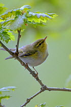 Wood Warbler (Phylloscopus sibilatrix) perched on branch in Oak (Quercus) woodlands, Snowdonia NP, Wales, UK, May.