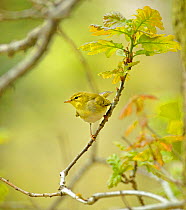 Wood Warbler (Phylloscopus sibilatrix) perched on branch in Oak (Quercus) woodlands, Snowdonia NP, Wales, UK, May.