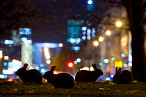 European rabbits (Oryctolagus cuniculus) at night in urban park near l'Arc de Triomphe, with Champs Elyses in background, Paris, France. HIGHLY COMMENDED: Urban Wildlife category, Wildlife Photographe...