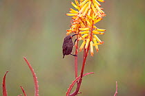 Scarlet-chested sunbird (Chalcomitra / Nectarinia senegalensis) male feeding on nectar from flowers, Masai Mara National Reserve, Kenya. March.