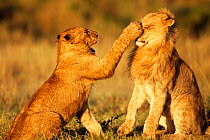 African lion (Panthera leo) adolescents play fighting, Masai Mara National Reserve, Kenya. April.