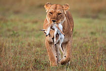 African lioness (Panthera leo) carrying dead Thomson's gazelle (Gazella thomsoni) fawn in her mouth, Masai Mara National Reserve, Kenya. April.