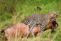Leopard (Panthera pardus) male dragging kill, Masai Mara National Reserve, Kenya. April.