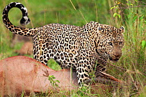 Leopard (Panthera pardus) male on a kill, Masai Mara National Reserve, Kenya. April.