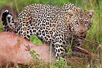 Leopard (Panthera pardus) male feeding on a kill, Masai Mara National Reserve, Kenya. April.