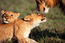 African lion cubs (Panthera leo) aged 9-12 months playing with an adolescent male, Masai Mara National Reserve, Kenya. April.