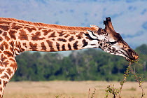 Southern / Maasai giraffe (Giraffa camelopardalis tippelskirchi) feeding, Masai Mara National Reserve, Kenya. February.