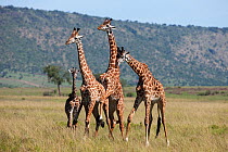 Southern / Maasai giraffes (Giraffa camelopardalis tippelskirchi) male bachelor group, Masai Mara National Reserve, Kenya. February.