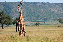 Southern / Maasai giraffes (Giraffa camelopardalis tippelskirchi) mating. Masai Mara National Reserve, Kenya. February.