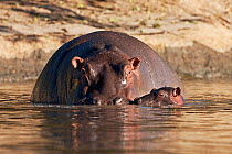 Hippopotamus (Hippopotamus amphibius) mother and calf aged less than 1 month, partially submerged in water. Masai Mara National Reserve, Kenya. February.