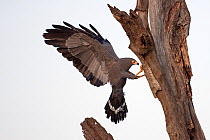 African Harrier-Hawk (Polyboroides typus) adult using its legs to probe into cavity nests for young of birds such as swifts and weavers. Masai Mara National Reserve, Kenya. February.