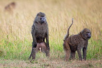 Olive baboon (Papio cynocephalus anubis) male standing on his hind legs watching a female presenting her rear, Masai Mara National Reserve, Kenya. February.