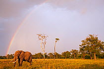 African elephant (Loxodonta africana) bull walking across savanna against a backdrop of a rainbow and clouds, Masai Mara National Reserve, Kenya. February.