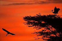 Two Grey / Southern Crowned cranes (Balearica regulorum) silhouetted, one flying, one in tree at sunset, Masai Mara National Reserve, Kenya. February.