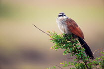 White-browed Coucal (Centropus superciliosus)perched on branch, Masai Mara National Reserve, Kenya. February.