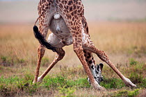 Southern / Maasai giraffe (Giraffa camelopardalis tippelskirchi) male spreading legs to drink, rear view, Masai Mara National Reserve, Kenya. February.