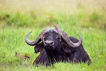 Cape / African buffalo  (Syncerus caffer) lying down with Yellow-billed oxpeckers (Buphagus africanus) on its head. Masai Mara National Reserve, Kenya. February.