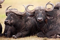Cape / African buffalos (Syncerus caffer) lying down with Yellow-billed oxpecker (Buphagus africanus) removing parasites, Masai Mara National Reserve, Kenya. February.