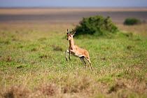 Bohor Reedbuck (Redunca redunca) running across the savanna, Masai Mara National Reserve, Kenya. February.