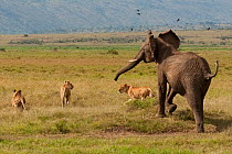 African elephant (Loxodonta africana) chasing African lions (Panthera leo) Masai Mara National Reserve, Kenya. March.