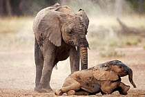 African elephant (Loxodonta africana) adolescent and baby enjoying a dust bath, Masai Mara National Reserve, Kenya. March.