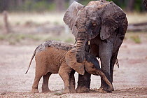 African elephant (Loxodonta africana) adolescent and baby enjoying a dust bath, Masai Mara National Reserve, Kenya. March.