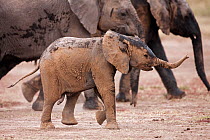 African elephant (Loxodonta africana) baby after a dust bath, Masai Mara National Reserve, Kenya. March.