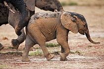 African elephant (Loxodonta africana) baby after having a dust bath, Masai Mara National Reserve, Kenya. March.