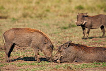 Warthogs (Phacochoerus aethiopicus / africanus) nuzzling together, Masai Mara National Reserve, Kenya. March.