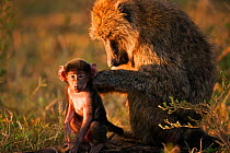 Olive baboon (Papio cynocephalus anubis) grooming a male baby aged 3-6 months  Masai Mara National Reserve, Kenya. March.
