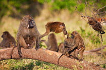 Olive baboon (Papio cynocephalus anubis) juveniles playing while an adult male shows his irritation, Masai Mara National Reserve, Kenya. March.