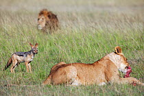 Black-backed jackals (Canis mesomelas) waiting at an African lion (Panthera leo) kill to scavenge. Masai Mara National Reserve, Kenya. March.
