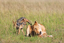 Black-backed jackals (Canis mesomelas) approaching African lioness ( Panthera leo) intending to scavenge on the remains of a carcass,  Masai Mara National Reserve, Kenya. March.