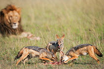 Pack of Black-backed jackals (Canis mesomelas) scavenging on the remains of a carcass left by African lions ( Panthera leo) Masai Mara National Reserve, Kenya. March.
