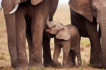 African elephant (Loxodonta africana) calf aged 3-6 months wanting to suckle, Masai Mara National Reserve, Kenya. March.