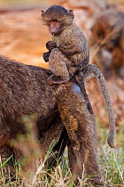 Olive baboon baby (Papio cynocephalus anubis) aged 9-12 months sitting on his mothers back playing with a stem of grass, Masai Mara National Reserve, Kenya. March.