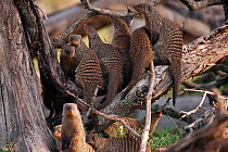 Banded mongoose (Mungos mungo) group sitting on the branch of a tree, Masai Mara National Reserve, Kenya. March.