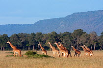 Southern / Masai giraffe herd (Giraffa camelopardalis tippelskirchi) crosing the savanna plains. Masai Mara National Reserve, Kenya. February.