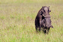 Warthogs mating (Phacochoerus aethiopicus /africanus) Masai Mara National Reserve, Kenya. February.
