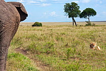 African elephant (Loxodonta africana) approaching a pride of lions (Panthera leo). Masai Mara National Reserve, Kenya. March.