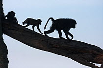 Olive baboons (Papio cynocephalus anubis) silhouetted and walking along a branch, Masai Mara National Reserve, Kenya. March.