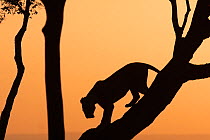 African lioness (Panthera leo) silhouetted climbing down a tree at dawn, Masai Mara National Reserve, Kenya. March.