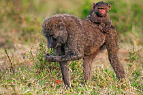 Olive baboon (Papio cynocephalus anubis) female carrying infant aged 12-18 months on her back 'Jockey Riding' Masai Mara National Reserve, Kenya. March.