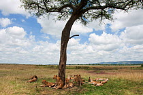 African lion (Panthera leo) pride resting in shade of a tree, Masai Mara National Reserve, Kenya. April.