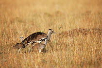 Kori bustard (Ardeotis kori) female and chicks, Masai Mara National Reserve, Kenya. March.