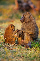 Olive baboons (Papio cynocephalus anubis) male being groomed by a juvenile, Masai Mara National Reserve, Kenya. March.
