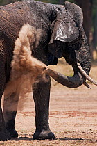 African elephant dust bathing (Loxodonta africana) using its trunk, Masai Mara National Reserve, Kenya. March