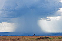 Rainstorm clouds over Masai Mara National Reserve, Kenya. March 2009.