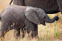 African elephant (Loxodonta africana) calf aged 3-6 months portrait  standing close to adult, Masai Mara National Reserve, Kenya. March.